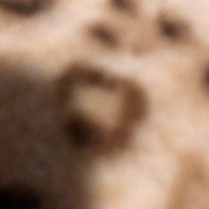 Meet your Posher, Shernika